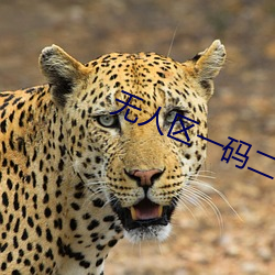 無人區一碼二碼三碼區別圖