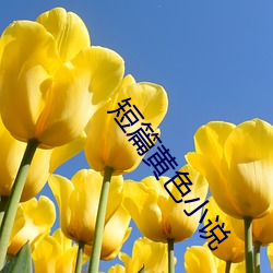 短(短)篇黄色小说(說)