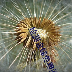 捡漏金锋免费阅读