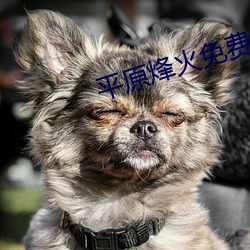 平(píng)原(yuán)烽(fēng)火免费观看全集(jí)西瓜视频