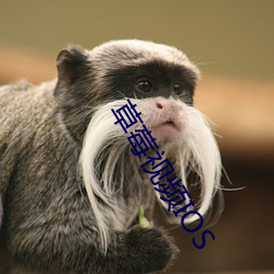 草莓視頻IOS