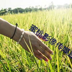 蜜桃影像传媒直接进入
