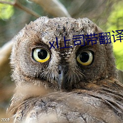 xl上(shàng)司带翻译带中(zhōng)文(wén)樱花免