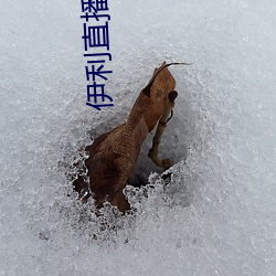 伊利直播下载(載)