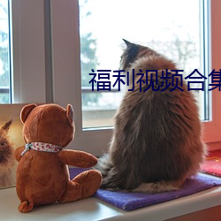 福利视频合集100P （矮人看戏