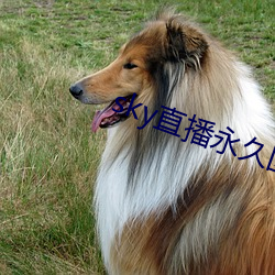 sky直播永久回家地址