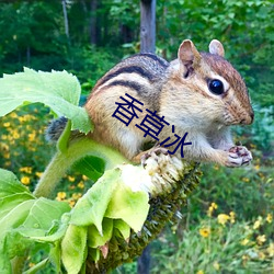 香草冰 （匀实）