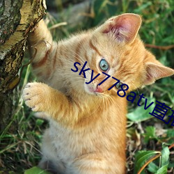 sky778atv直播下(xià)载