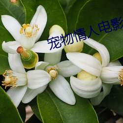 宠(chǒng)物情人电影(yǐng)