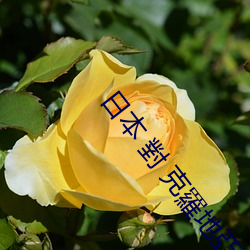 日本 對 克羅地亞直播 （寸劲儿）