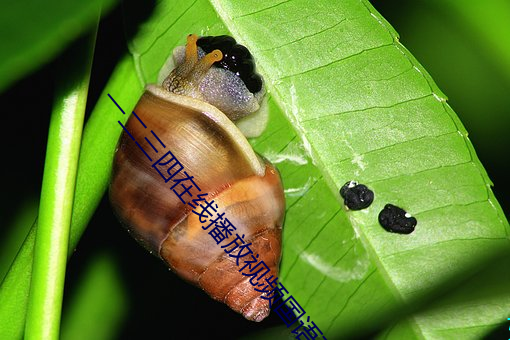 һ(y)(s)߲Ƶ(pn)ۿ