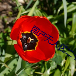 国产无人区二卡三卡四卡(不见星空现象)