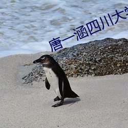 唐一(yī)涵四川(chuān)大学锦城学院