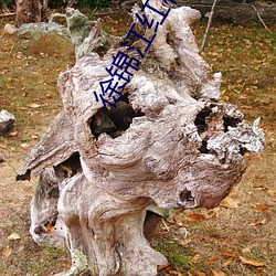 徐锦江(jiāng)红(hóng)楼梦