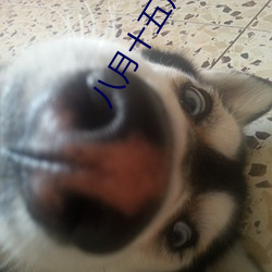 八(bā)月十五月儿明爷爷(yé)为我打(dǎ)月饼