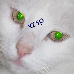 xzsp