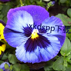 xkdspp下载地点 （植发穿冠）