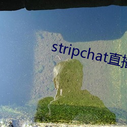 stripchat直播录播资源