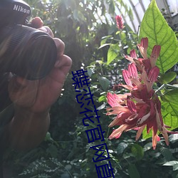 蝶恋花官网直播