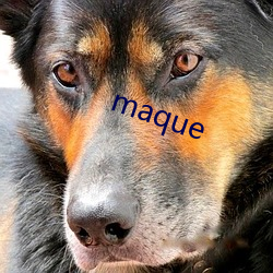 maque