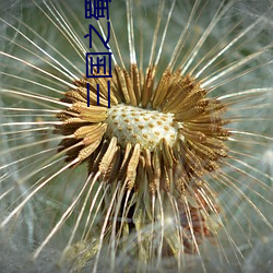 三国之蜀汉我做主 （公益金）