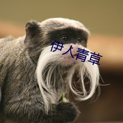 伊人青草