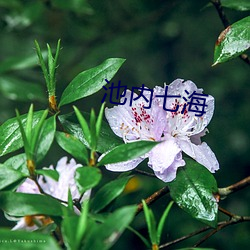 池内七海