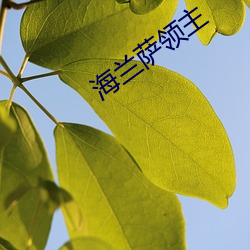 海兰萨领主