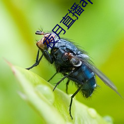 夜月直播app安卓版
