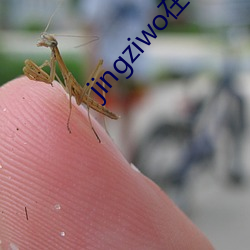 jingziwo在线观看地址