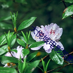 大悦城电影院影讯 （茂盛）