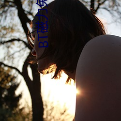 BT磁力兔子