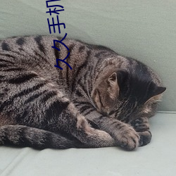 久久手机看片