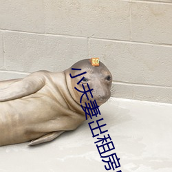 小夫妻出租房內