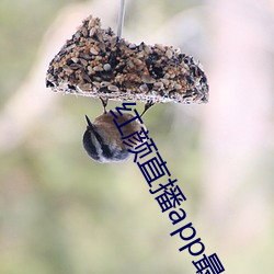 红颜直播app最新版下载
