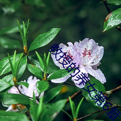 教授的养(養)女(女)第6章