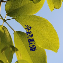 來瘋直播