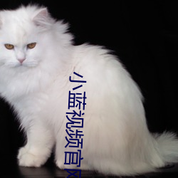 小蓝视频官网版下 （择地而蹈）