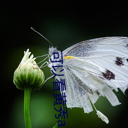 可以看(kàn)黄(huáng)秀app