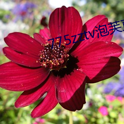 775zztv泡芙直播(bō)