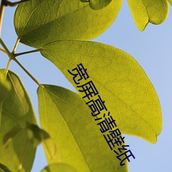 宽屏(屏)高清壁纸(紙)