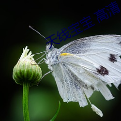 天线宝宝 高清