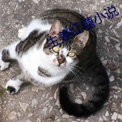 生姜红糖小(xiǎo)说