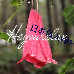 日本私人vps午(wǔ)夜