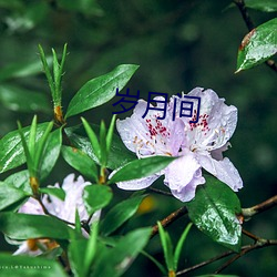 岁月间 （雨蛙）