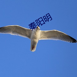 秦阳明