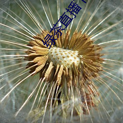 绿茶直播(播)下载手(手)机版苹果(果)