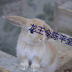 龙王令(令)陈(陳)平(平)全文免费(費)阅读