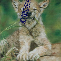 爱情回来了电视剧