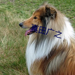 (й) - ٷվ
